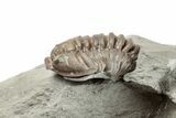 1" Partially Enrolled Flexicalymene Trilobite - Ohio - #201135-1